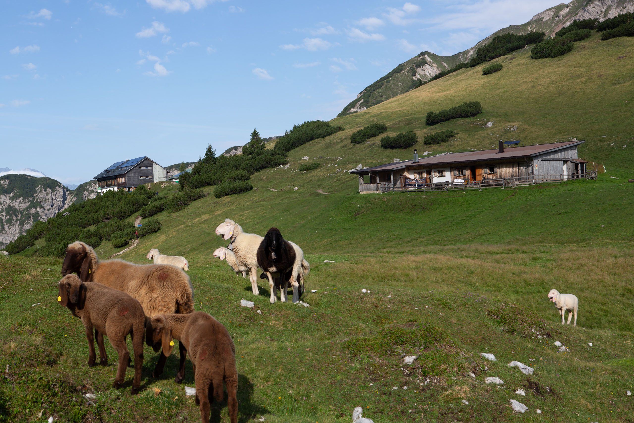 Schafherde vor dem Solsteinhaus